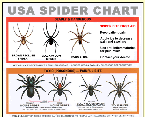 House Spider Identification Chart